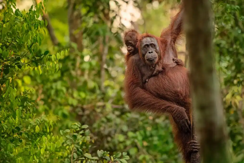 Orangutanes migrantes machos