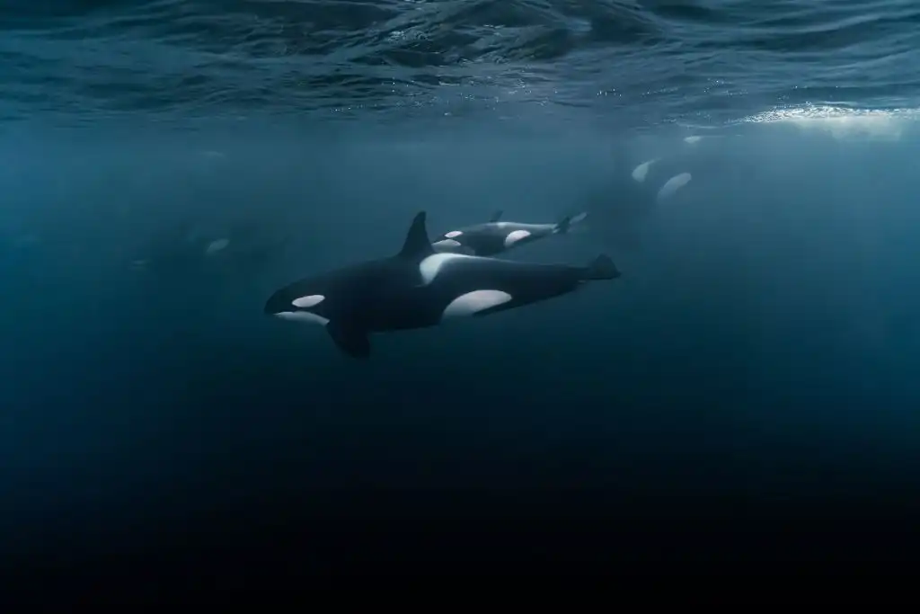 Orcas protegen a sus hijos