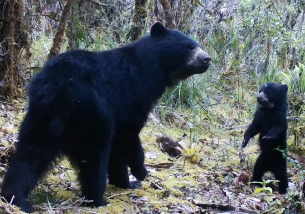 El oso de anteojos así vive y convive con humanos en una montaña