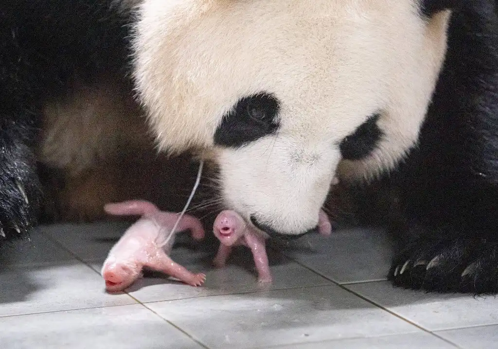 Pandas gemelas
