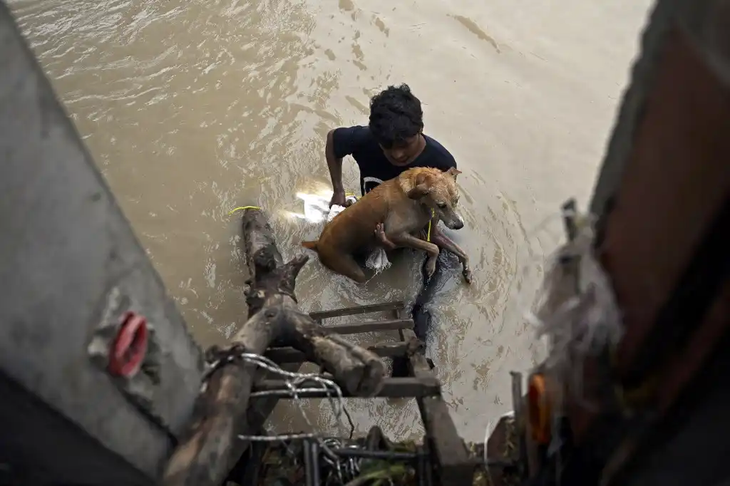 Perrito Atrapado