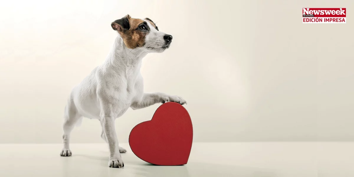 amor perro