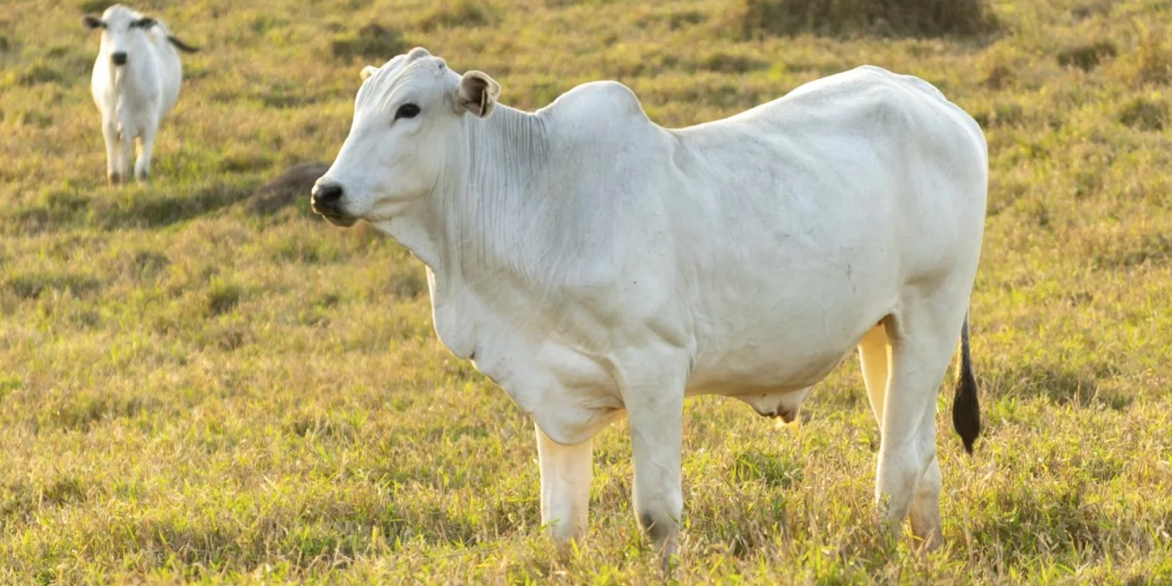 Vaca nelore cuesta más de 4 millones de dólares: ¿por qué es la más cara del mundo?