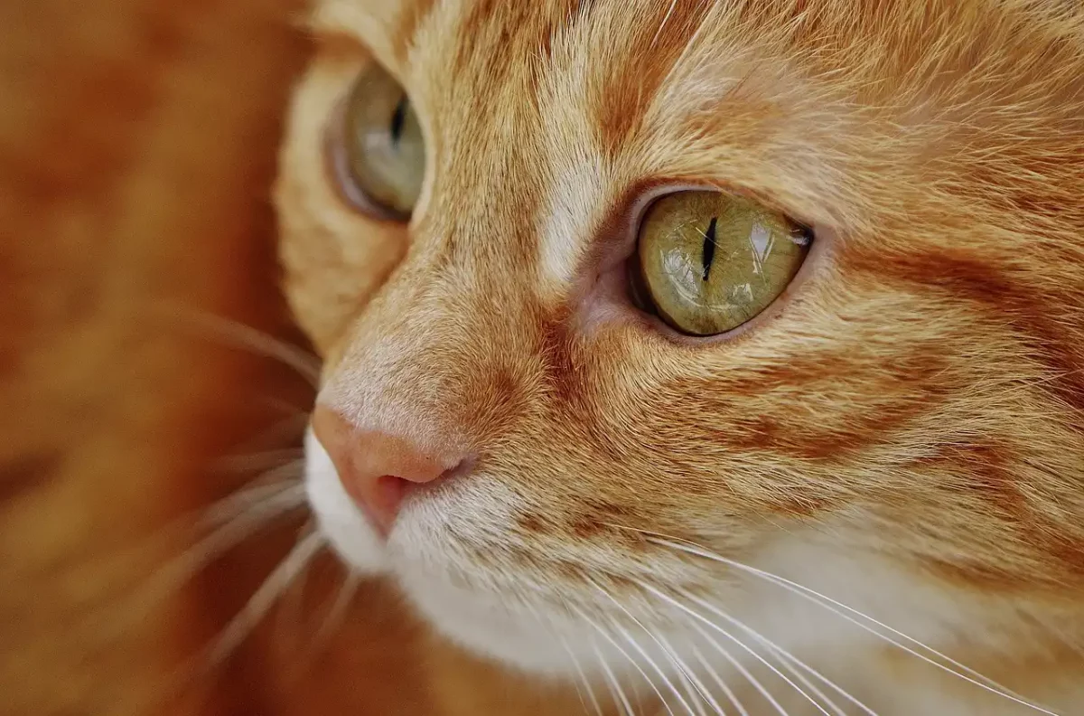 El coronavirus felino cobra la vida de 300,000 gatos, la mayoría callejeros