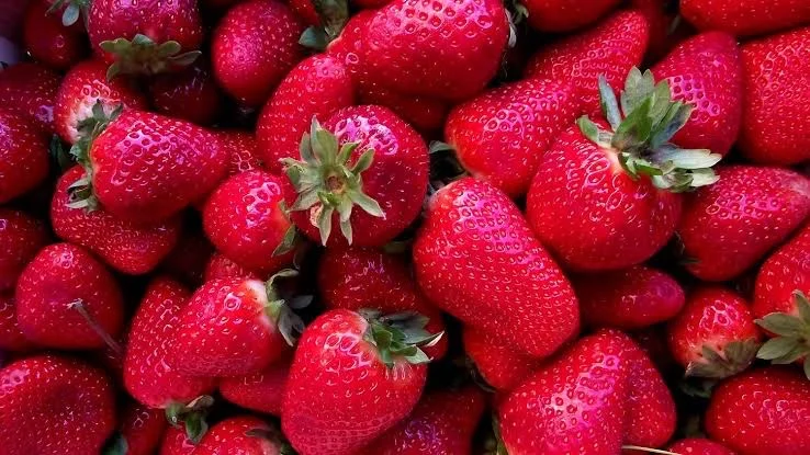 Fresas de Baja California libres de hepatitis A: Seguras para el consumo local y de exportación