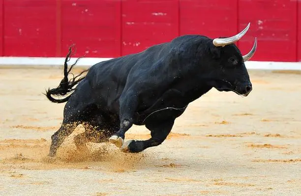 En Aguascalientes, se defenderán corridas de toros: Patronato