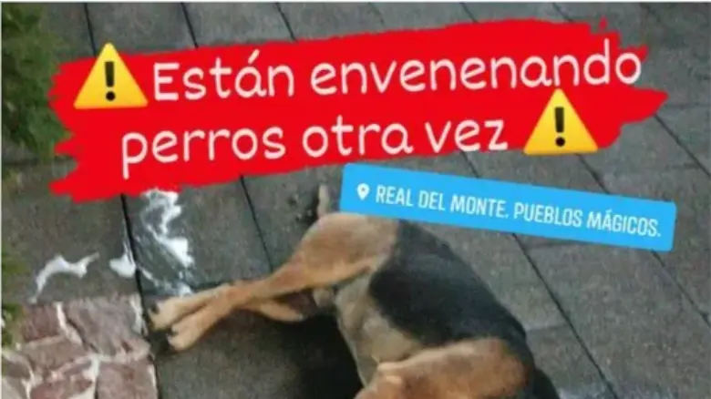 Reportan envenenamiento masivo de perros en Real del Monte; alcaldía no apoya, acusan activistas
