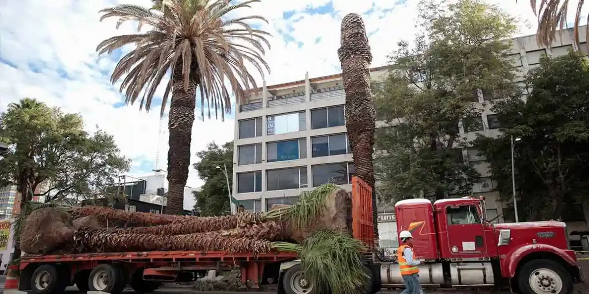 reforestación puebla arboles