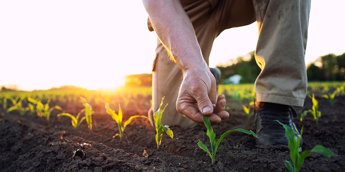 Agricultura sostenible