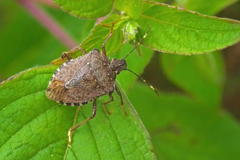 Pequeños jardines en las ciudades aumentan siete veces las especies de insectos