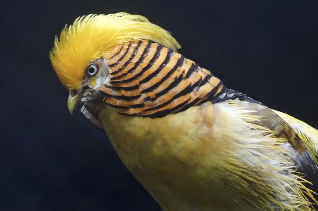 Faisán amarillo