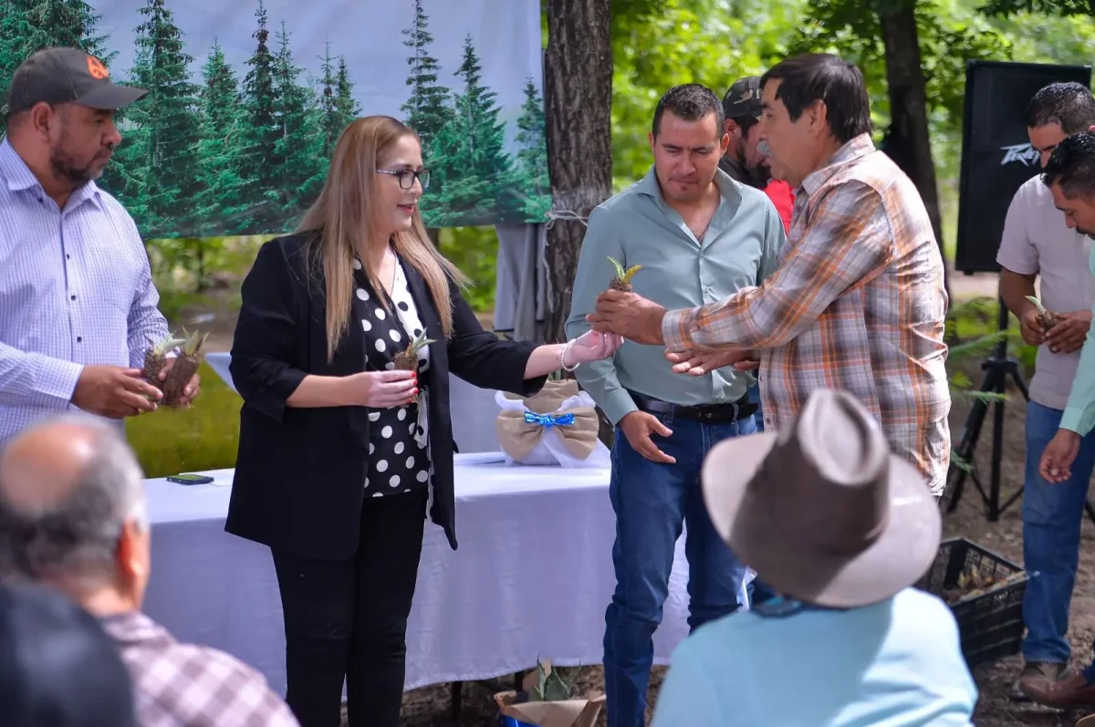 Con entrega de 120 mil plantas de agave, fortalecen producción de mezcal en Durango