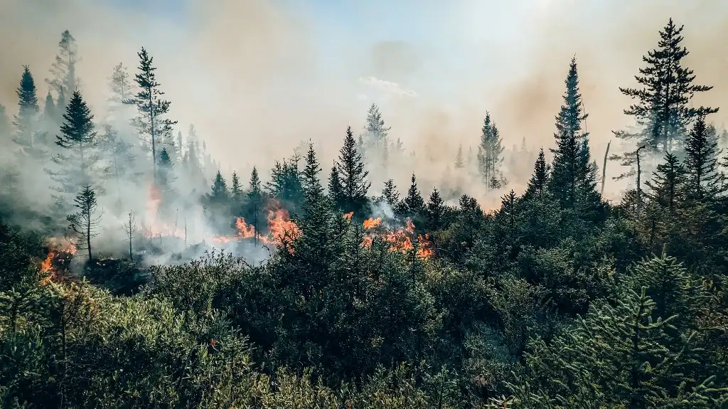 Incendios en Canadá generan niveles de emisiones de carbono sin precedentes