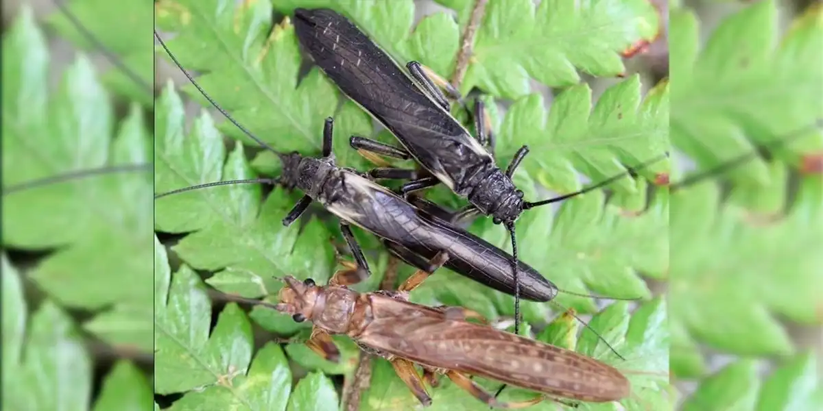 Insecto imita a especie venenosa para evitar que lo devoren