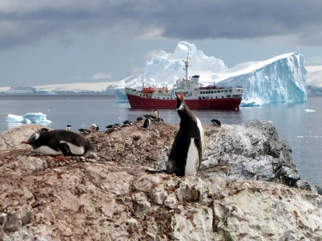 Deshielo de la Antártida pone en riesgo la vida de los pingüinos emperador