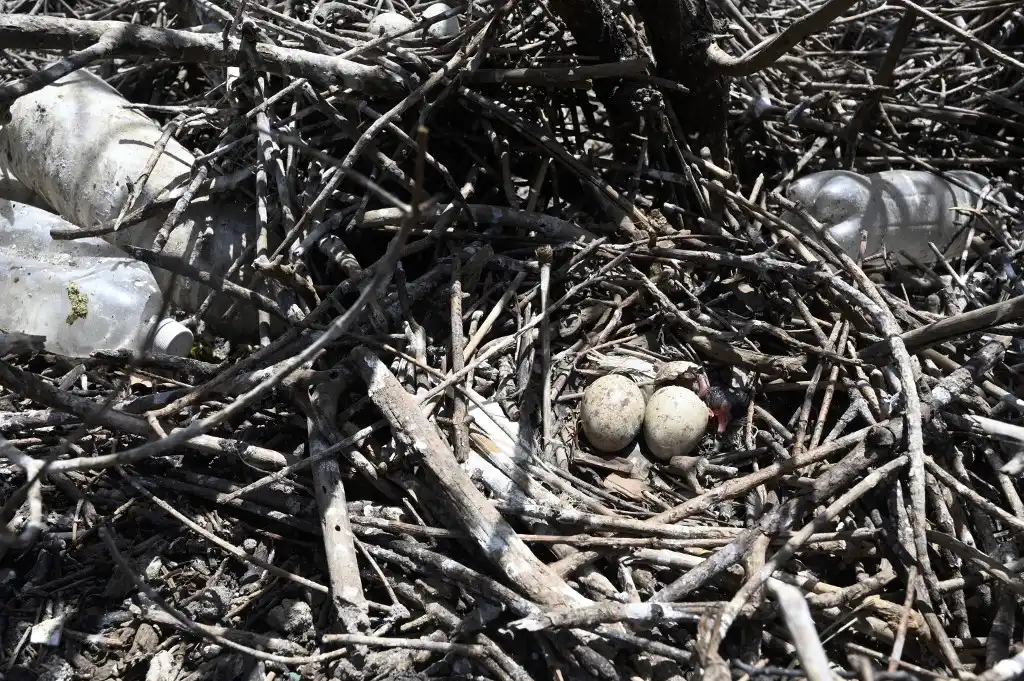Así inunda el plástico un santuario de aves en isla del Golfo de Fonseca