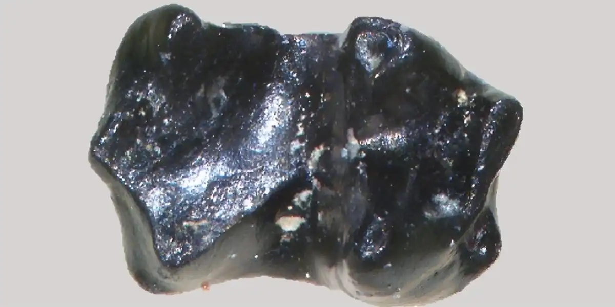 &#8216;Siku&#8217;, el ratón que sobrevivió al frío del Ártico en la era de los dinosaurios