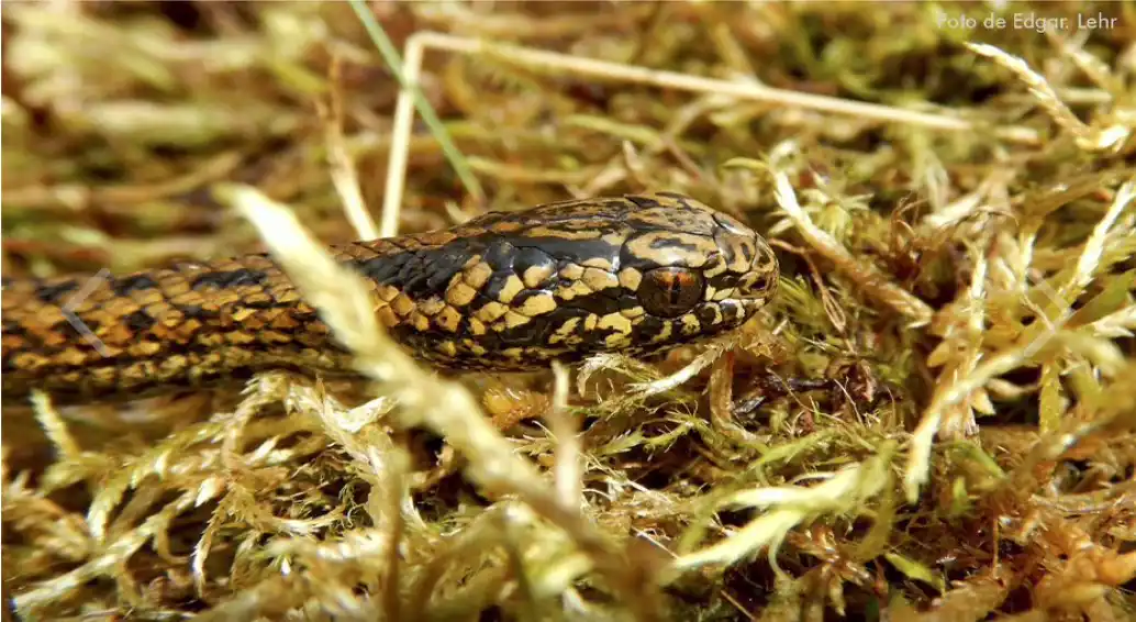 Serpiente Harrison Ford
