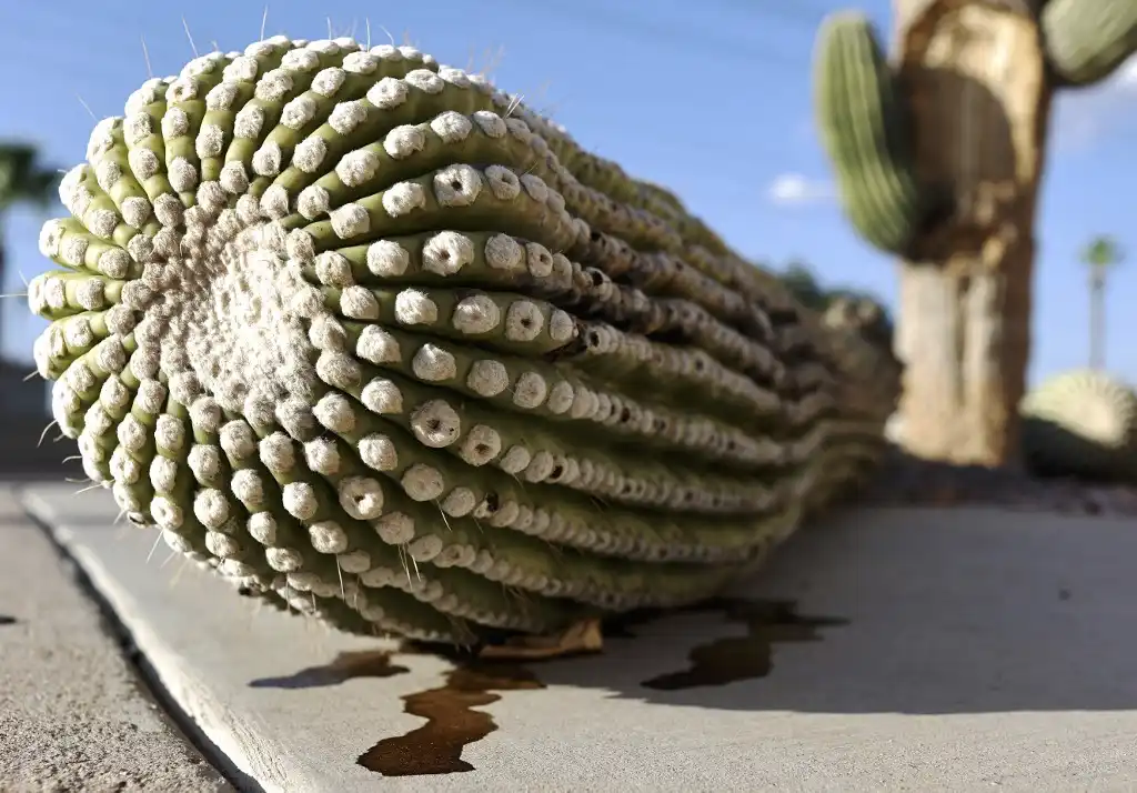 cactus amenazados