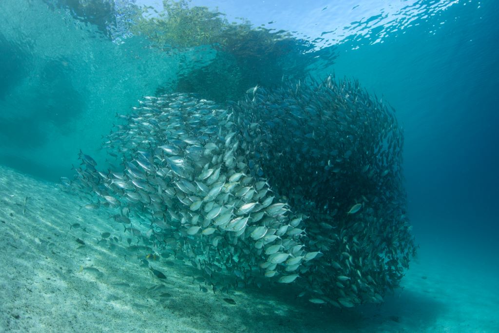 Olas de calor en océanos causan mínimos cambios en la abundancia de peces
