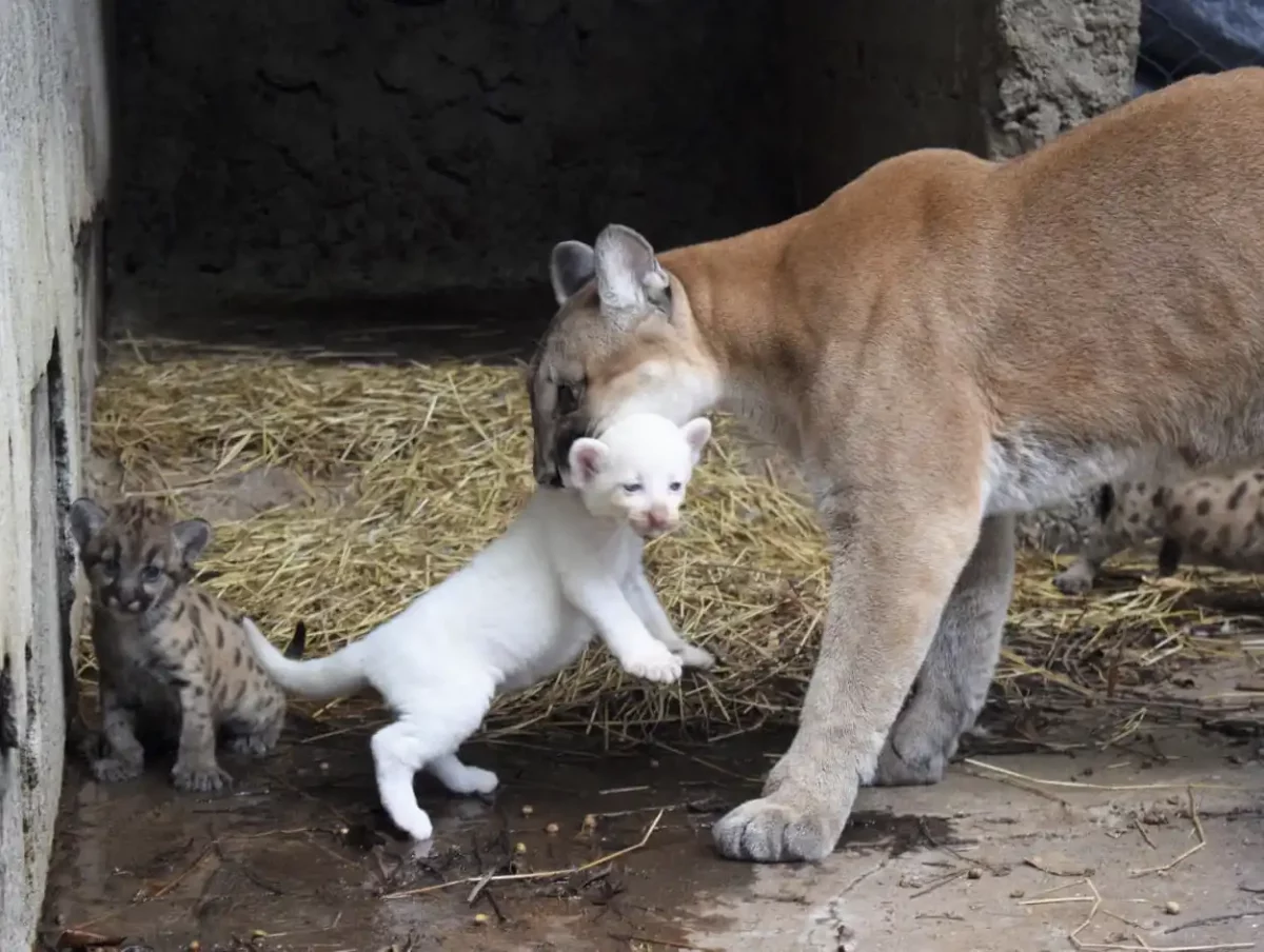 Notable ejemplar de puma albino nace en zoológico de Nicaragua