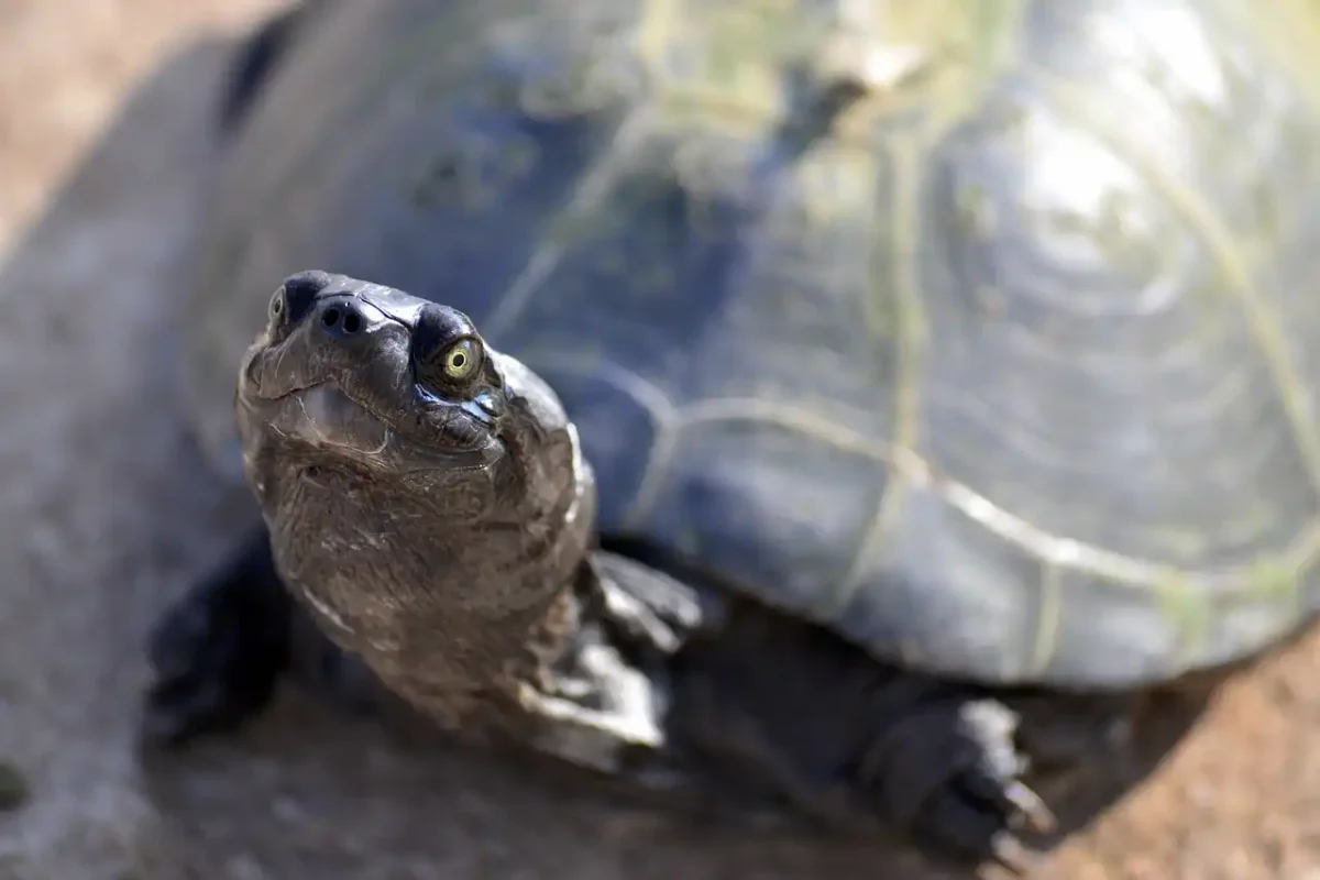 Tortugas Tamaño