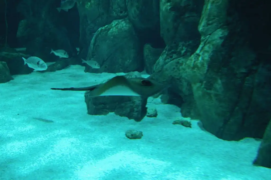Extracción de arena marina: así afecta a los océanos y la biodiversidad