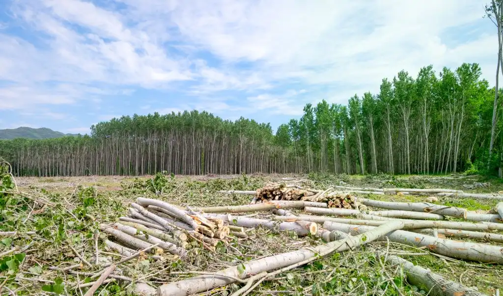 Bosques talados