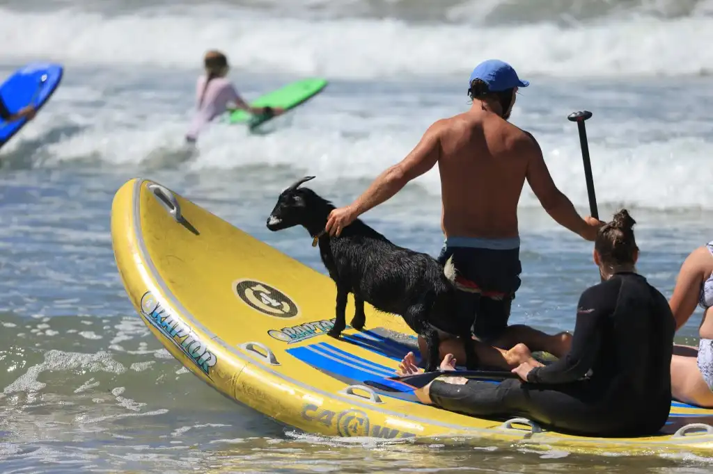 Cabras enseñan a surfear a deportistas en California