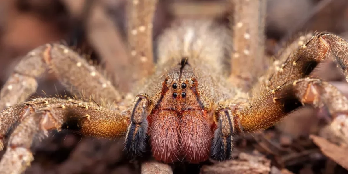 Veneno de araña, una alternativa de la ciencia para la disfunción eréctil