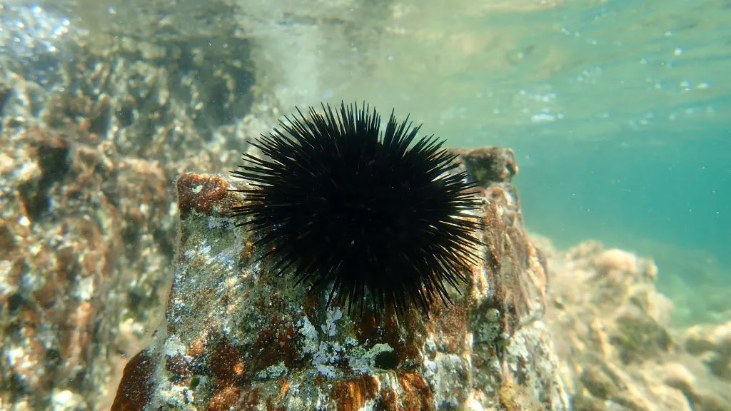 Enfermedad mata masivamente a los erizos de mar como no se había visto desde 1980