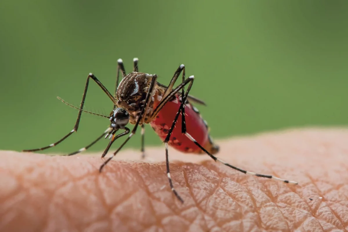 Especies exóticas invasoras