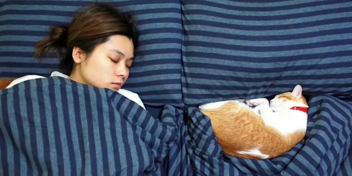 gato cama