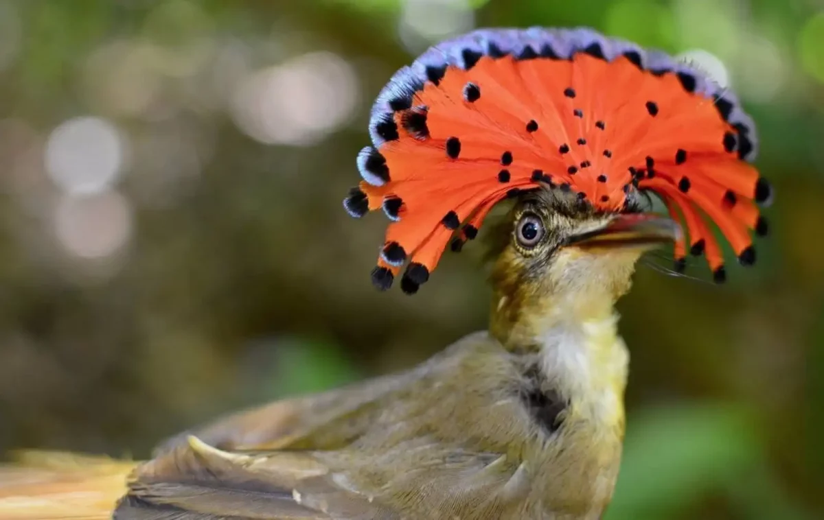 Las granjas naturales preservan mejor la vida de las aves que los bosques