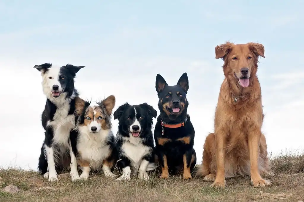 Memoria espacial: ¿qué es y cómo se descubrió en perros y lobos?