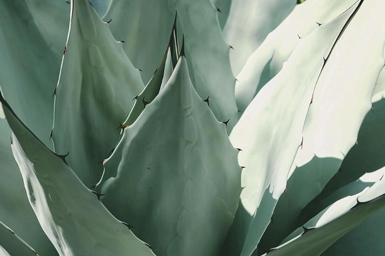 Secretaría de Turismo invita a capacitación para conocer la cultura mezcalera en La Realenga