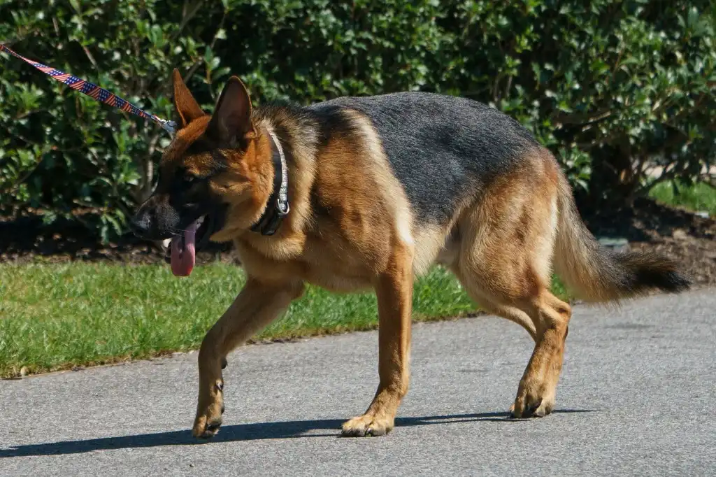 Perro de Biden