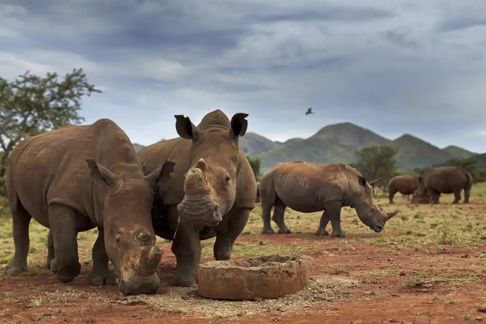 Rinocerontes African Parks