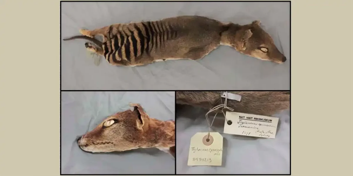Investigadores recuperan el ARN de un tigre de Tasmania, extinto en 1936