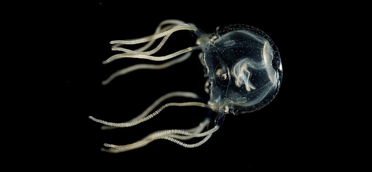 Medusas pueden aprender y superar obstáculos sin tener un cerebro
