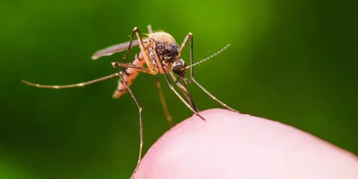 mosquitos berro