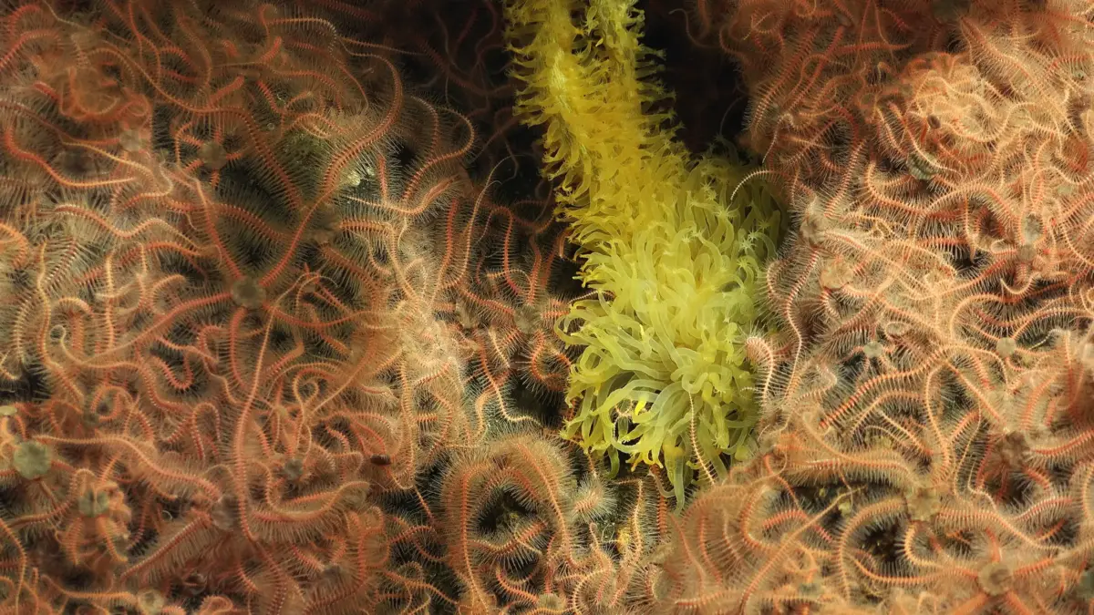 Arrecifes de Coral
