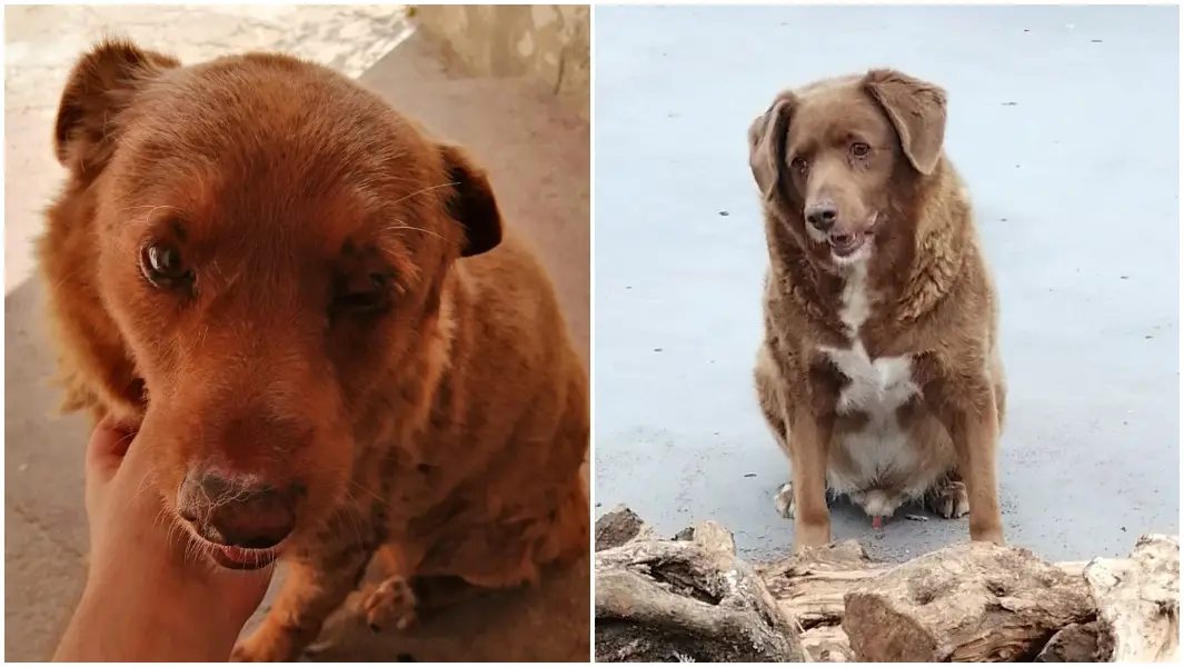 Bobi perro más longevo