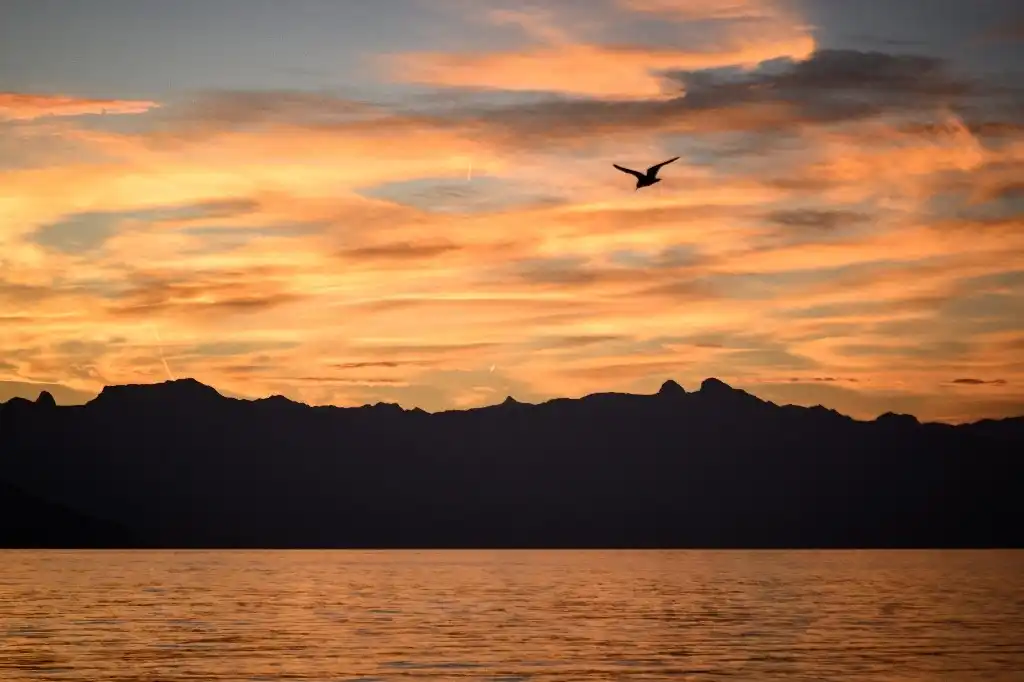 Gaviota sobre los Alpes