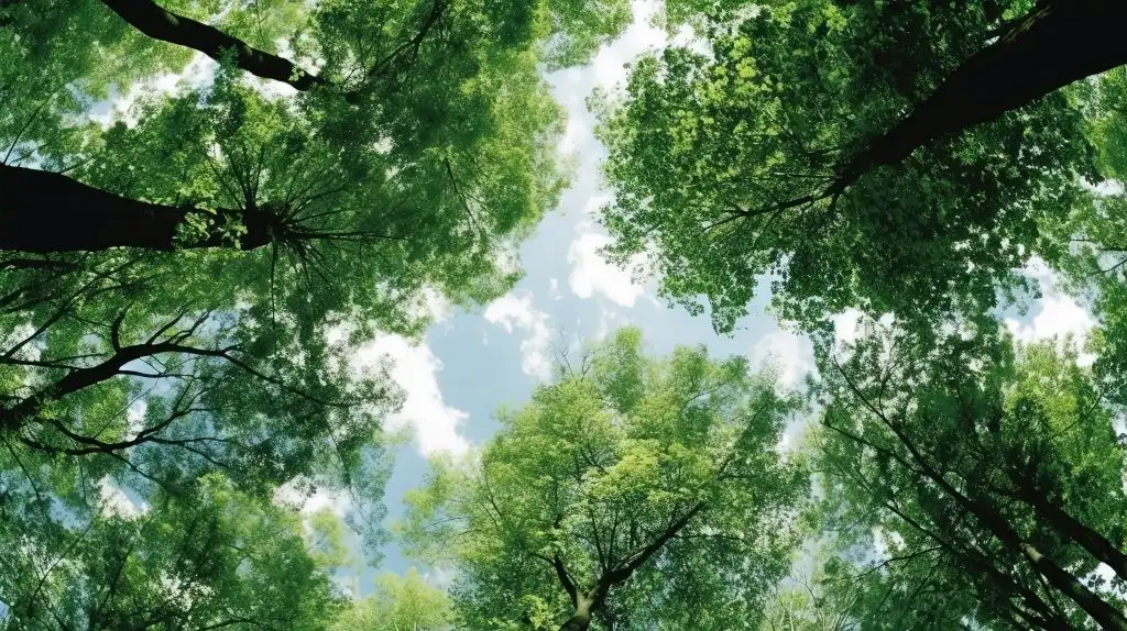 Hojas árboles CO2
