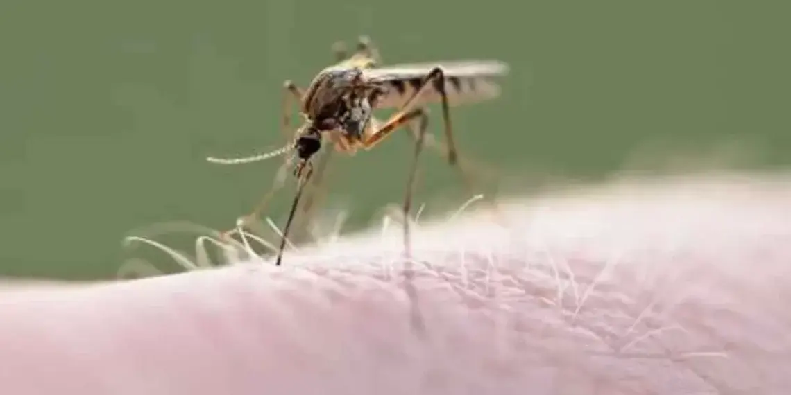 Confirman muerte de menor a causa del dengue en Aguascalientes