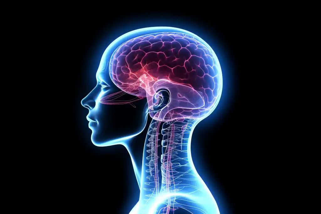 Revolución en la neurociencia: científicos revelan mapa clave sobre el cerebro humano