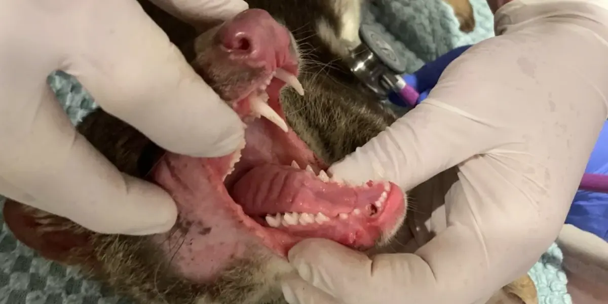 marsupial