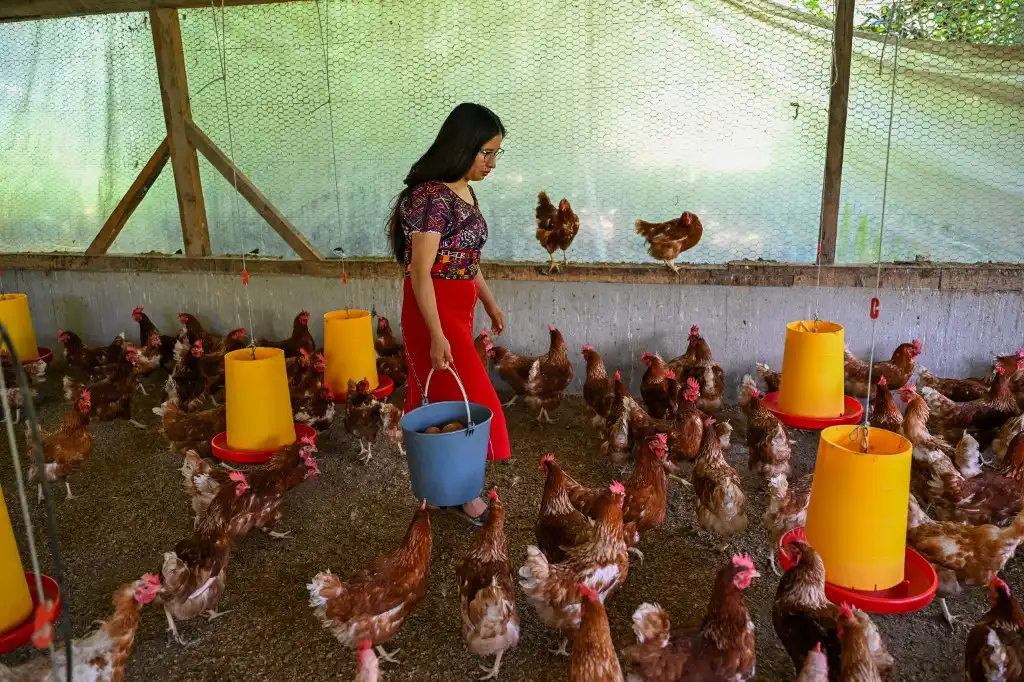 Emprendimiento con gallinas y tomates, una apuesta indígena contra la migración