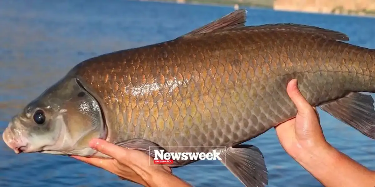 Peces búfalo